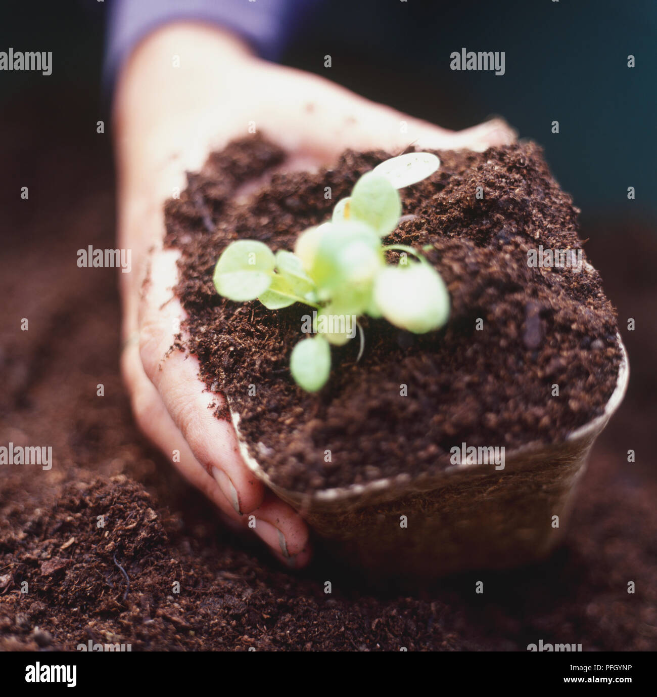 Hand holding green seedling growing in rectangular pot, close up. Stock Photo