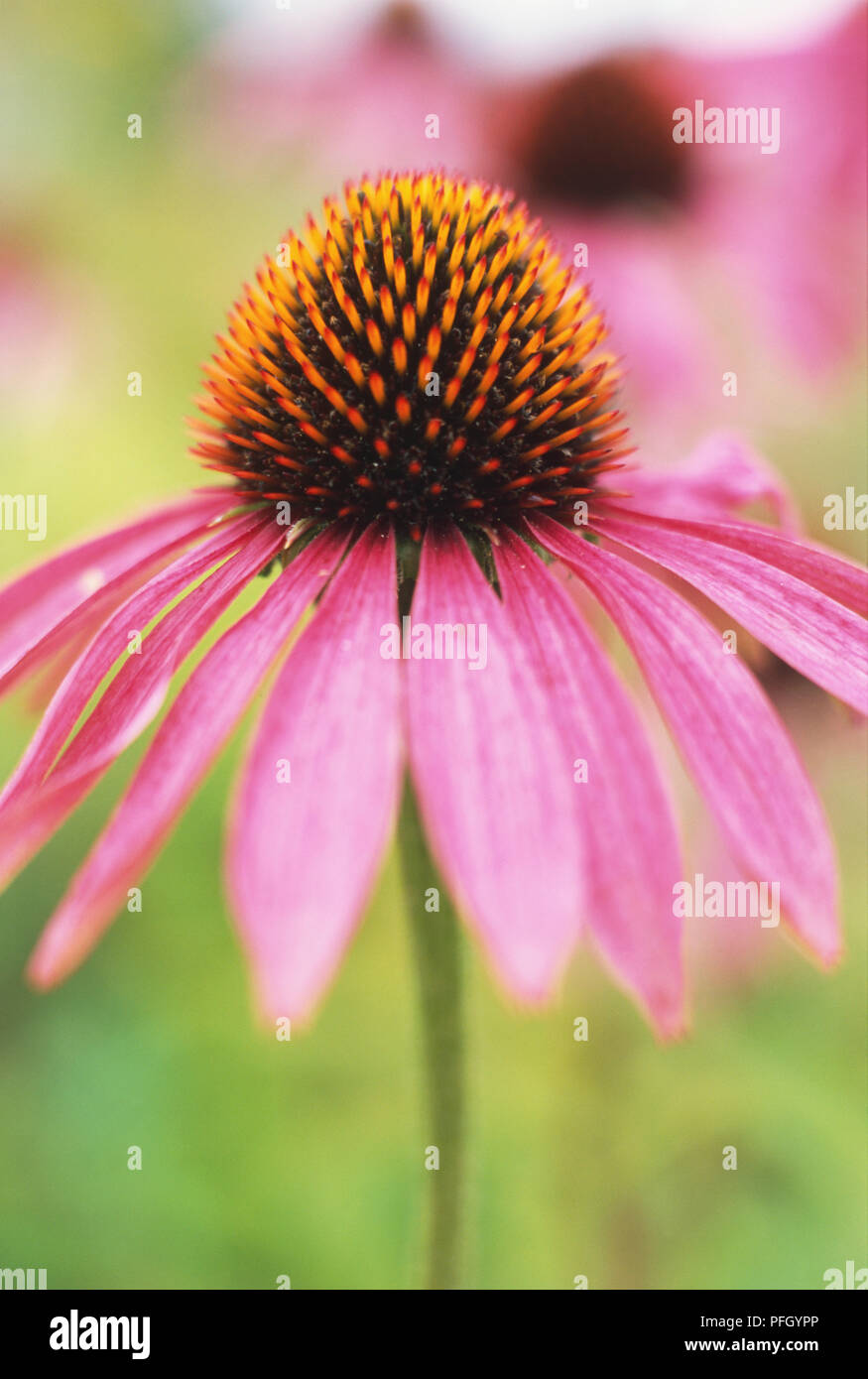 Coneflower (Echinacea pallida) with pink, narrow, drooping petals and