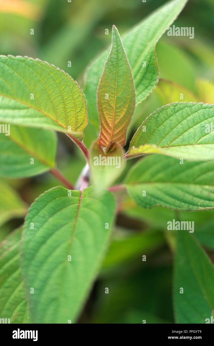 Salvia elegans scarlet pineapple hires stock photography and images