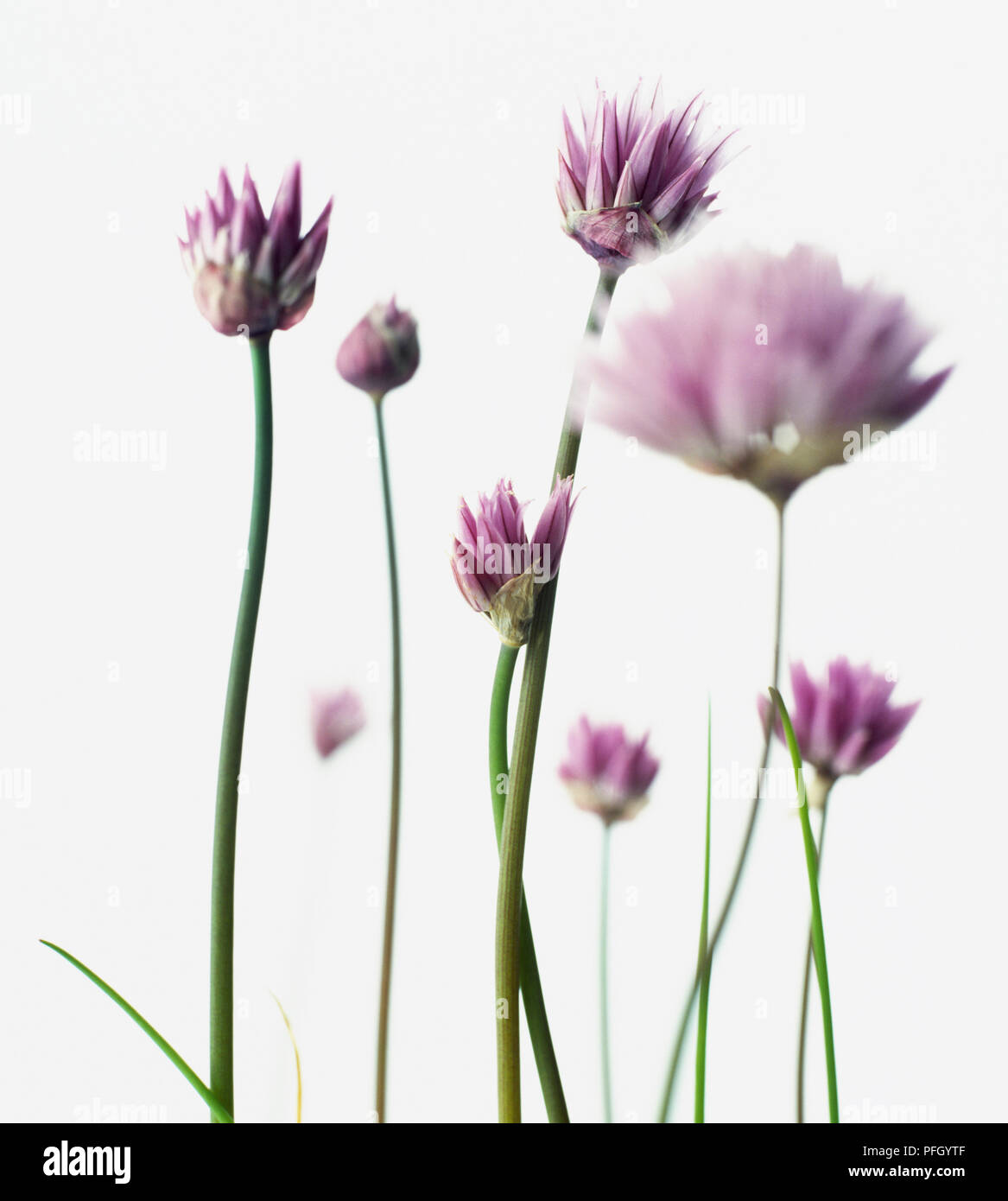 Focus on purple, globe-shaped chive flowers (Allium schoenoprasum) compounded of individual bulbils, with green, cylindrical, hollow leaves Stock Photo