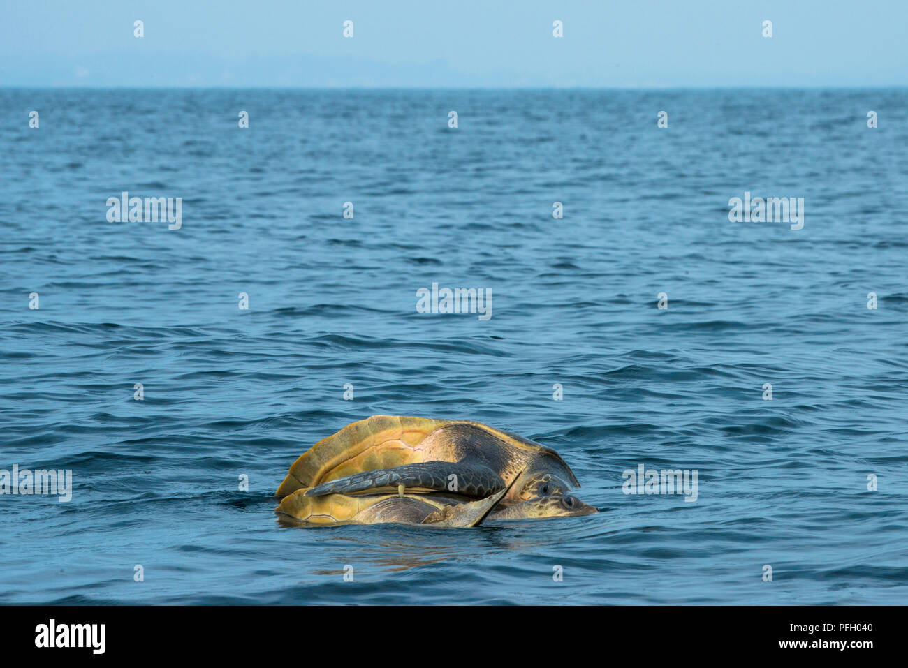Male and female Olive Ridley Sea Turtles mating at the surface of the ocean off the coast of Galle, Sri Lanka. Stock Photo