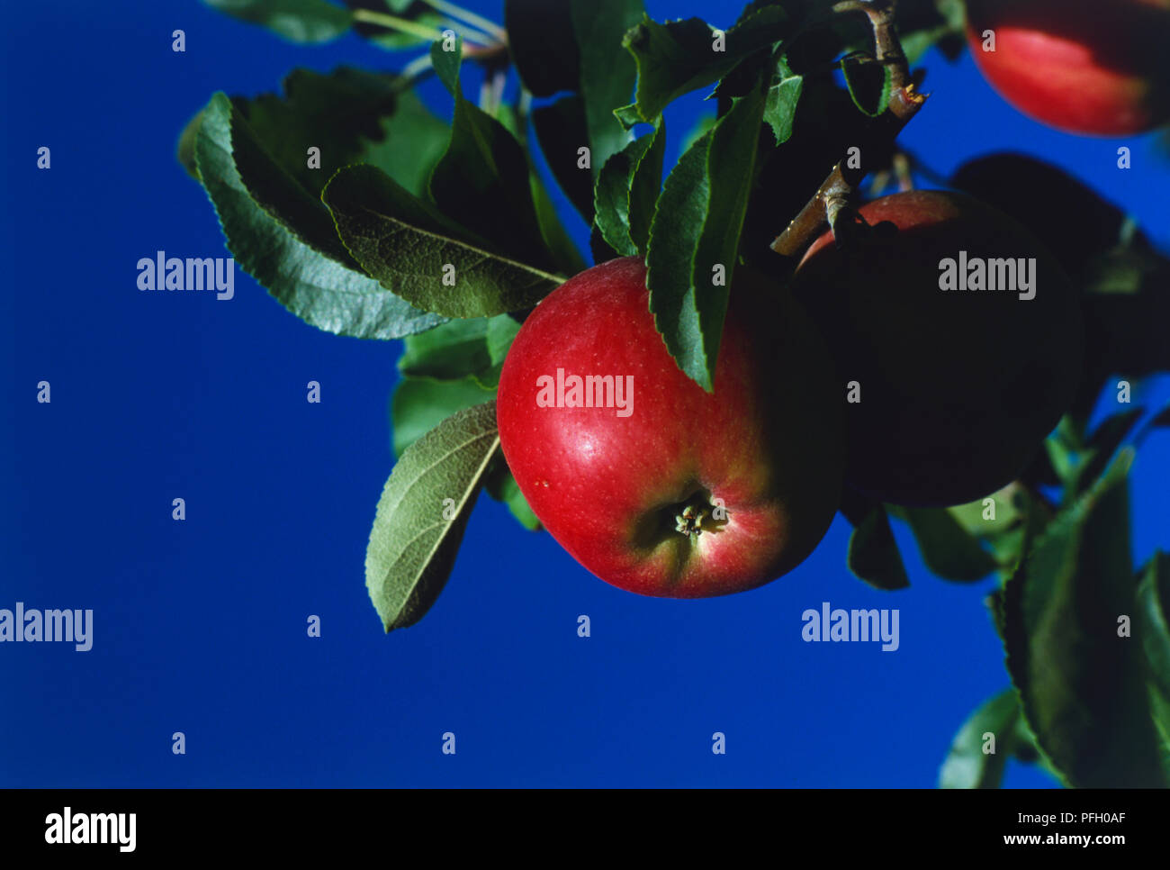 Okanagan apples ripe in orchard hires stock photography and images Alamy