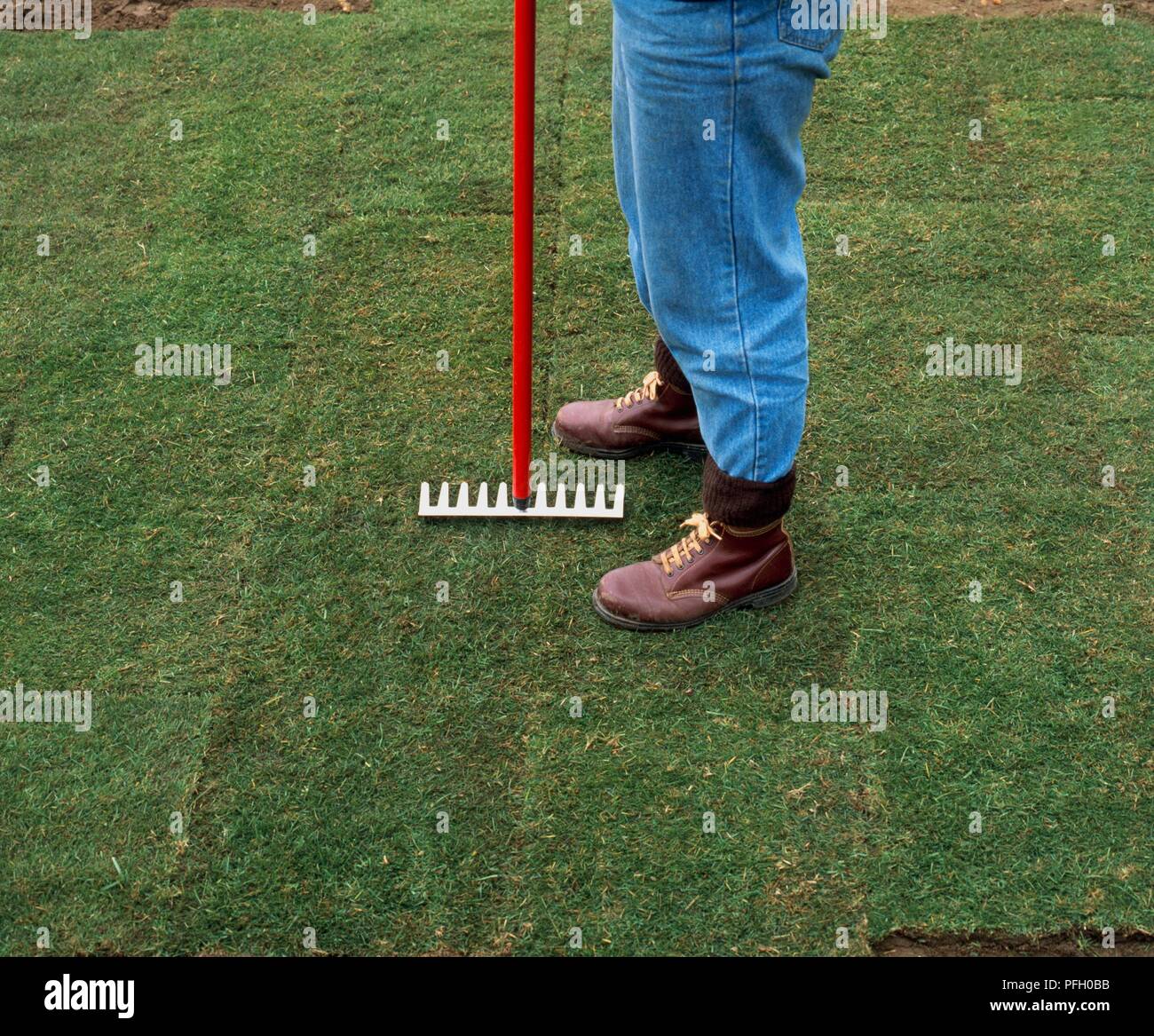 Tamping down turf with the back of a rake Stock Photo Alamy