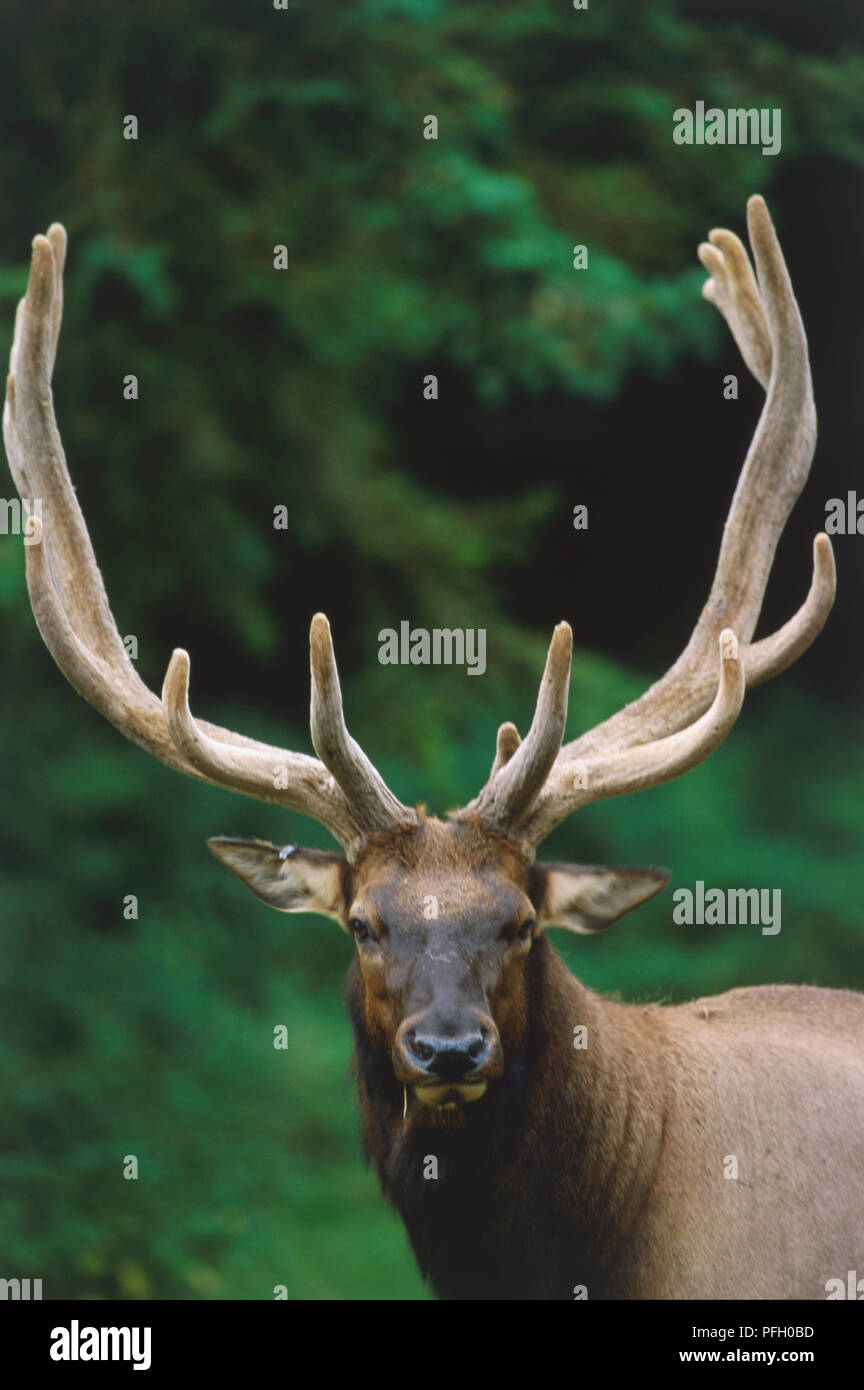 USA, Pacific Northwest, Washington State, Tacoma Metropolitan Park District, Eatonville, Roosevelt Elk, Cervus canadensis roosevelti, adult male bull elk displaying antlers, high section. Stock Photo