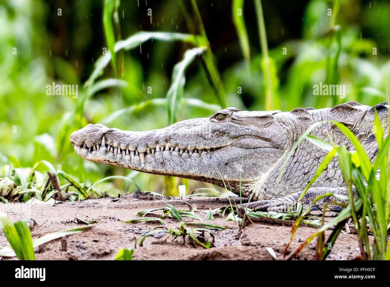 Cute Baby Alligator Stock Photos Cute Baby Alligator Stock Images