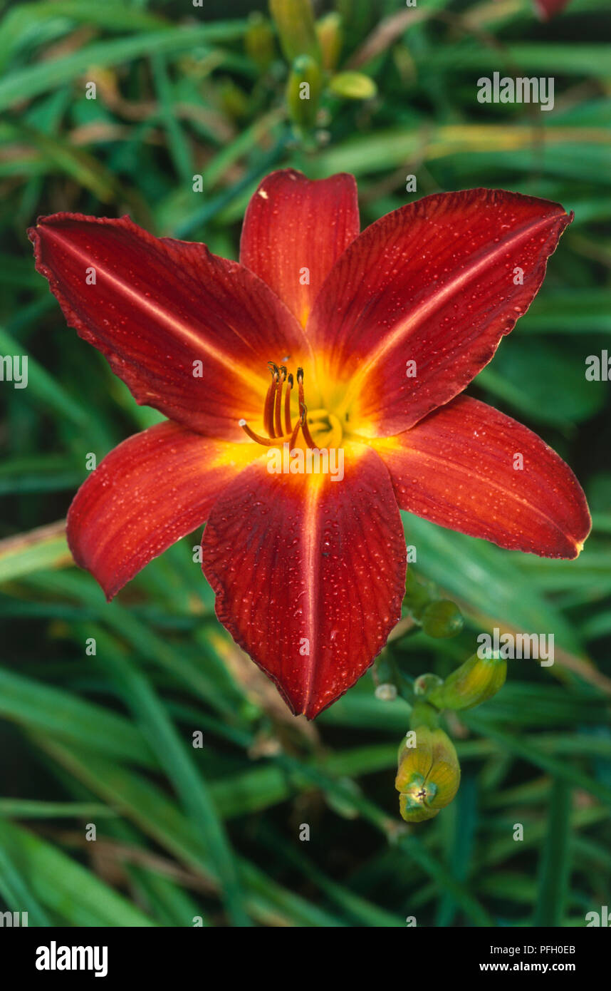 Hemerocallis Missenden Daylily Red And Yellow Star Shaped