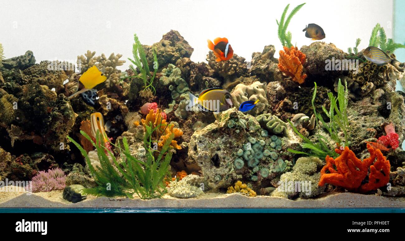 Tropical fish swimming in fish tank filled with rocks, coral and Aquatic plants Stock Photo