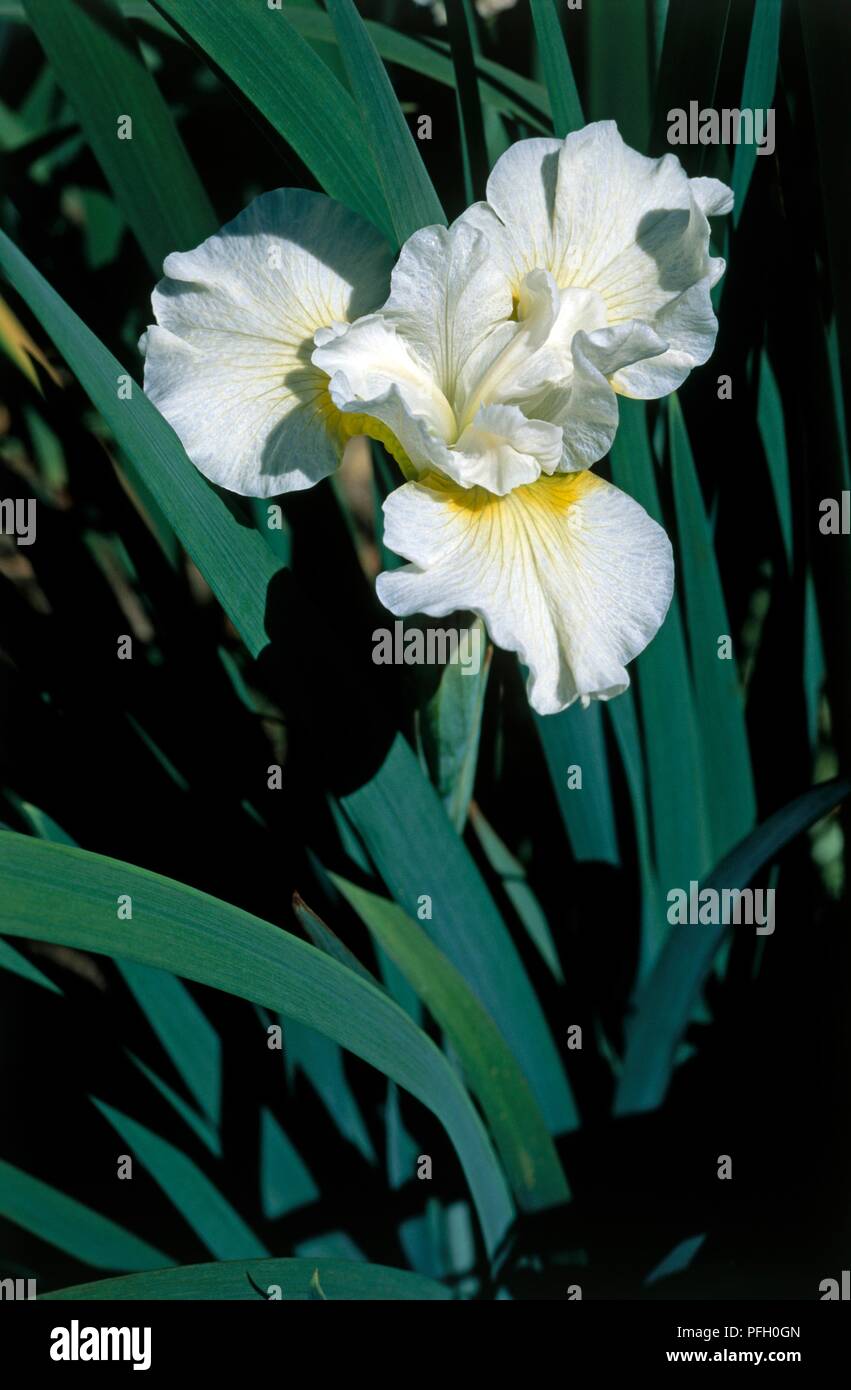 Iris sibirica 'Harpswell Happiness' (Siberian iris), white flowers with yellow tint Stock Photo