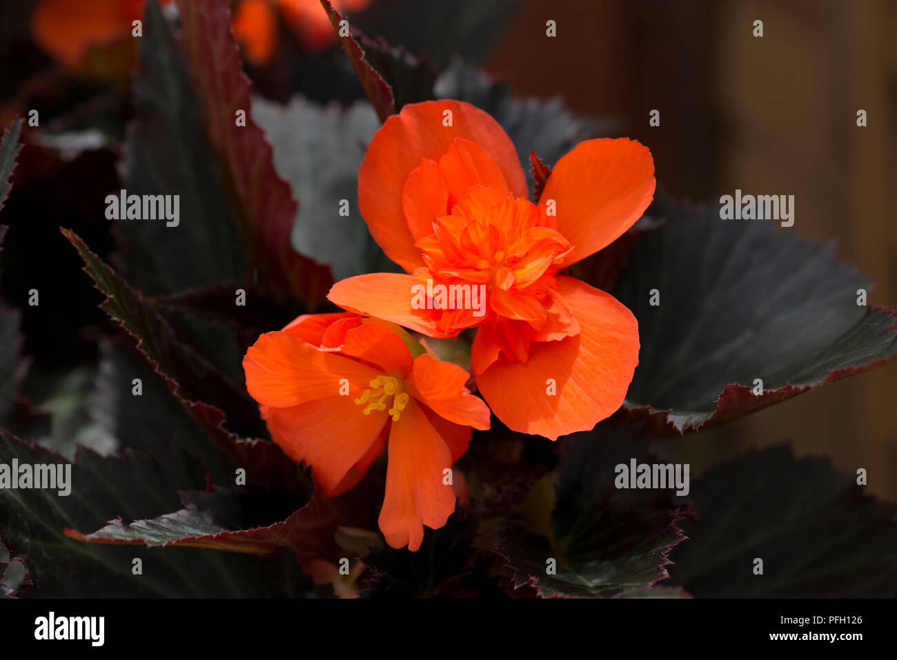 begonia Unstoppable Fire Stock Photo