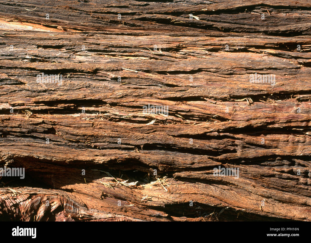 Calocedrus decurrens (Incense cedar), bark, closeup Stock Photo Alamy