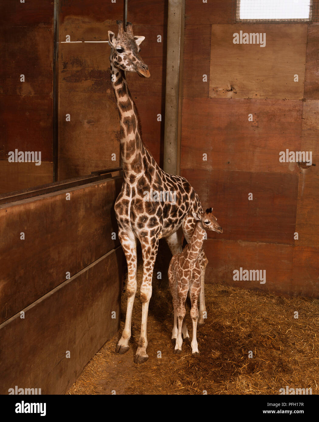 Giraffa camelopardalis, Giraffe. Family Giraffidae. Mother and young. Stock Photo