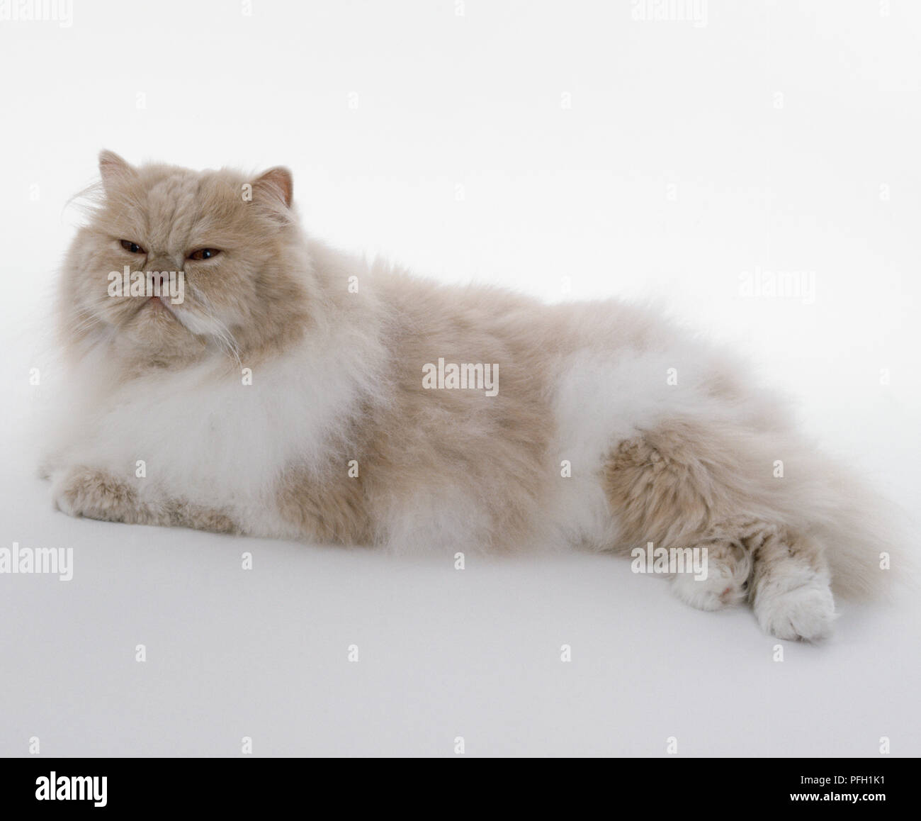 Pure white sales persian cat