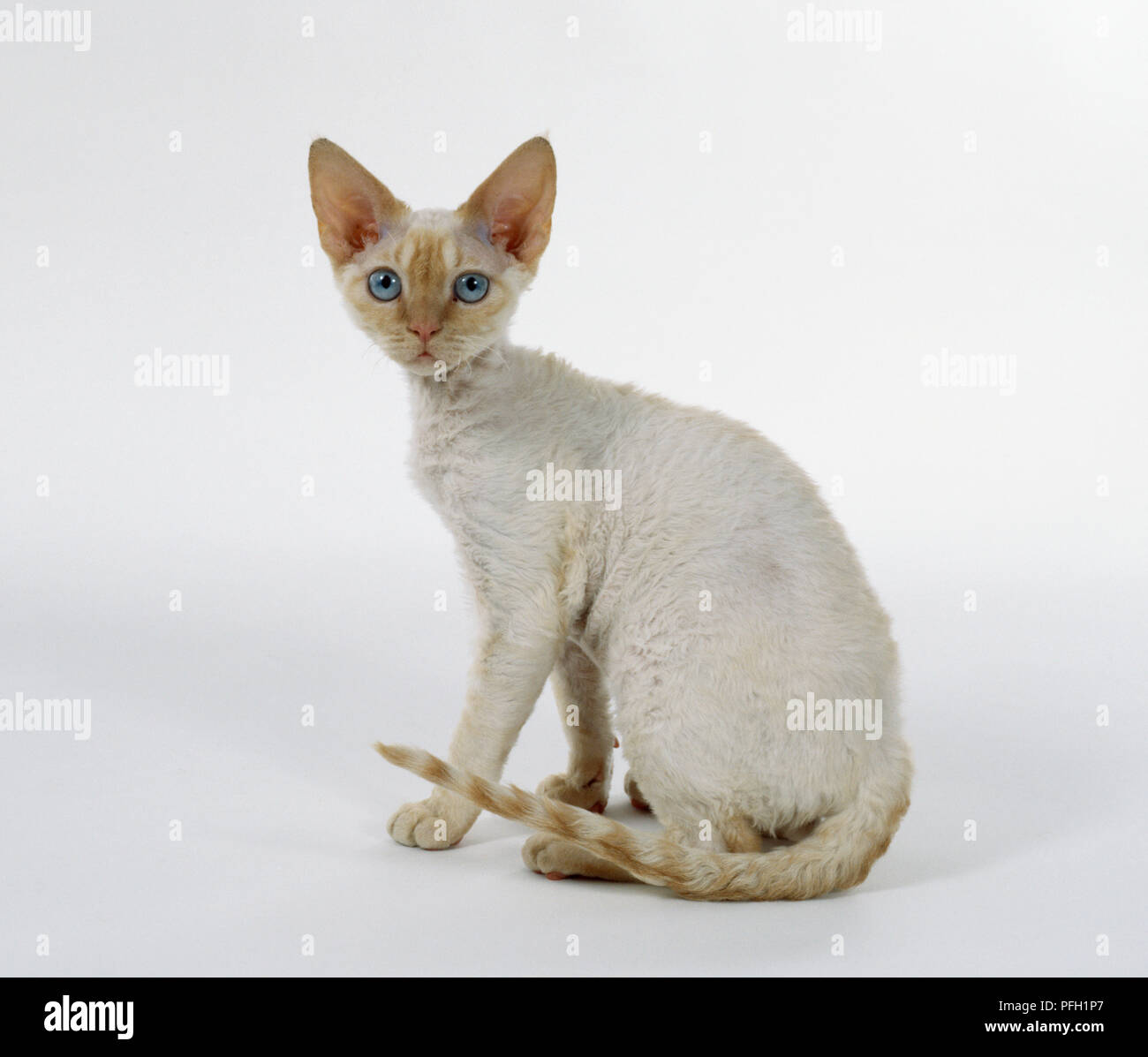 tabby devon rex