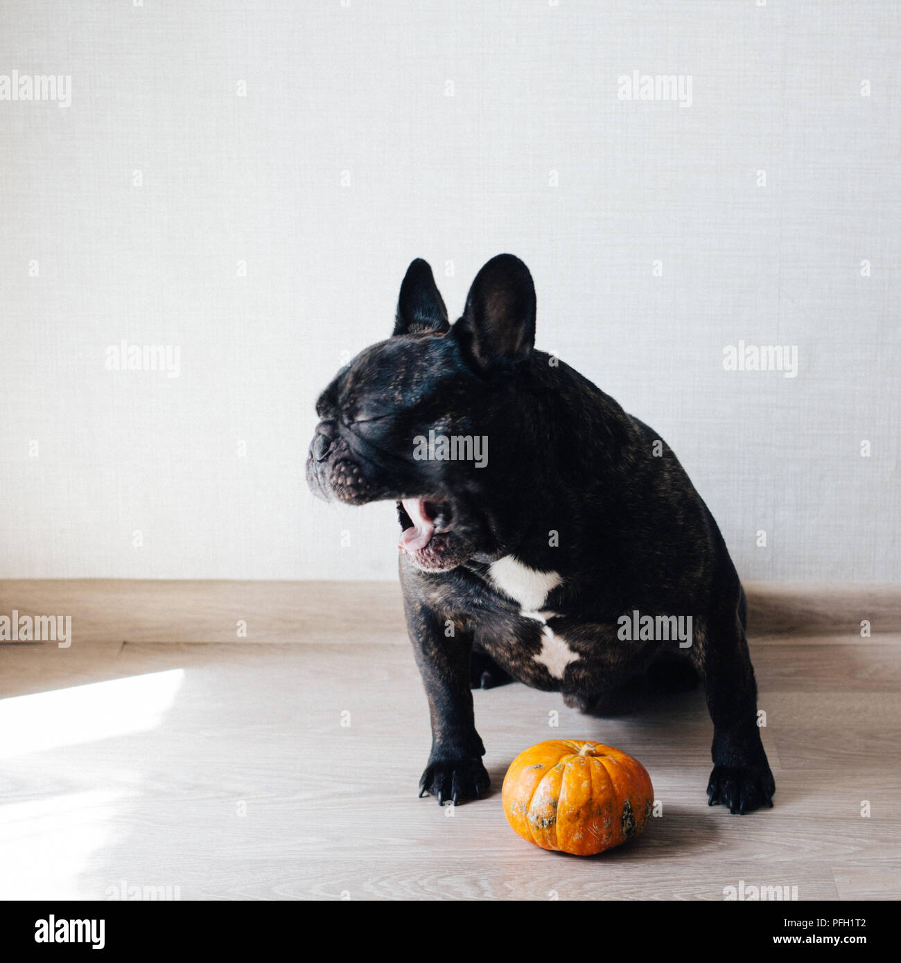 funny black French bulldog dog yawns and pumpkin Stock Photo - Alamy