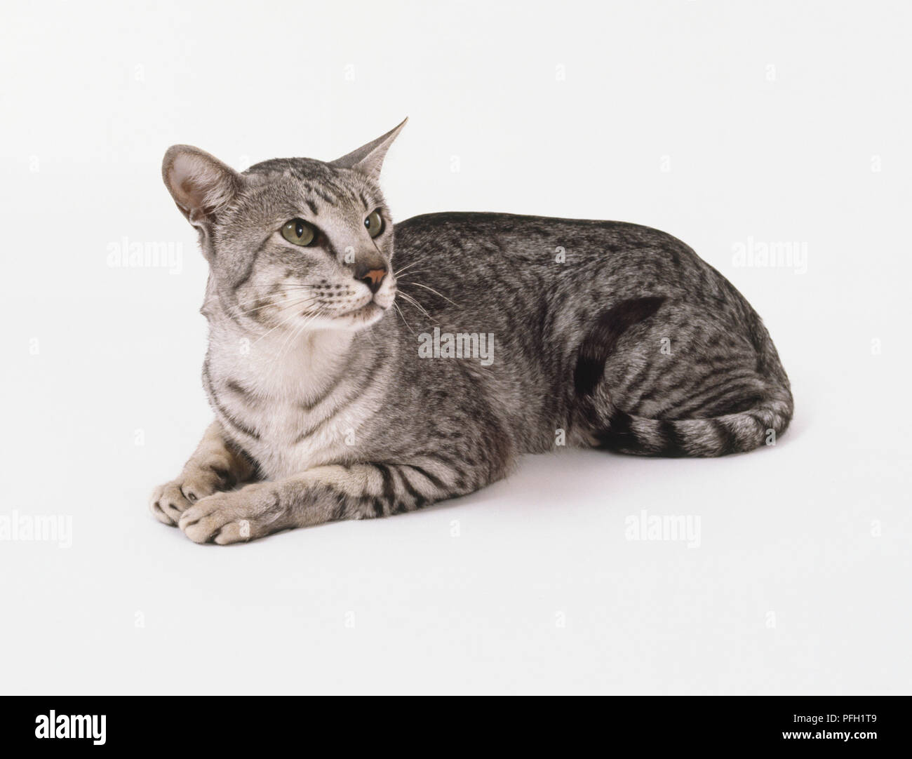 Silver Black Spotted Oriental Shorthaired Cat With A Vivid
