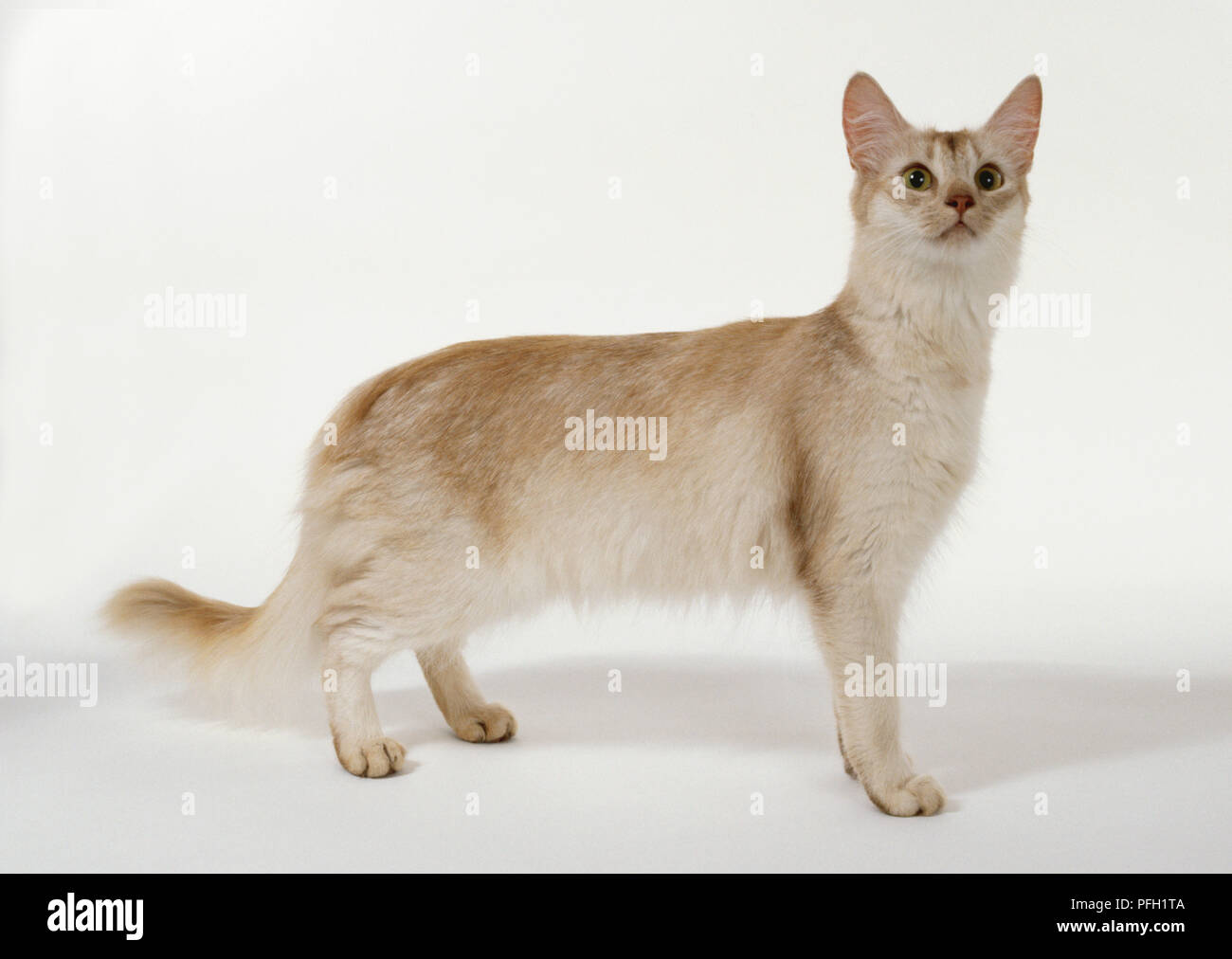 Almond Eyes Stock Photos & Almond Eyes Stock Images Alamy