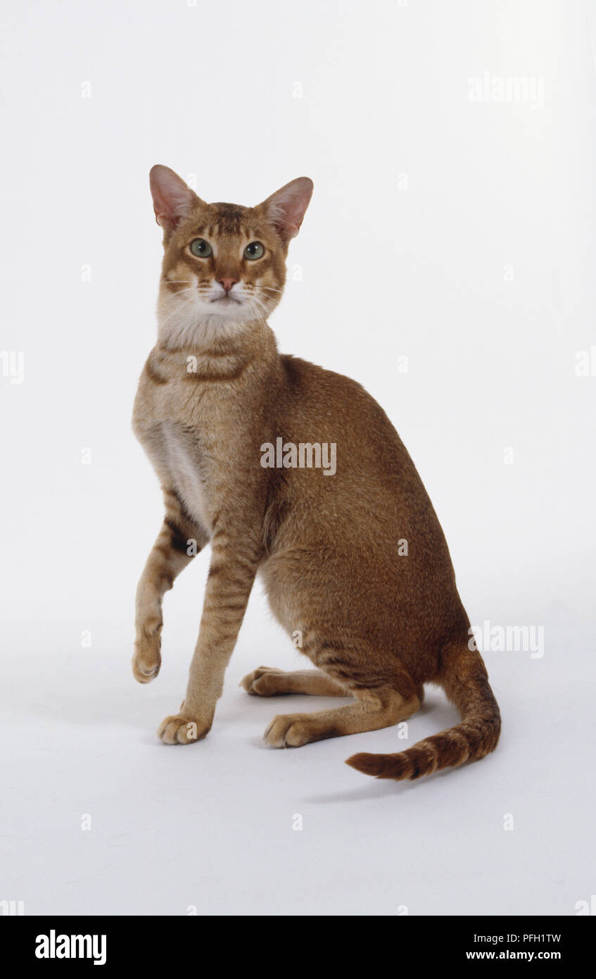 a ticked tabby a ticked tabby