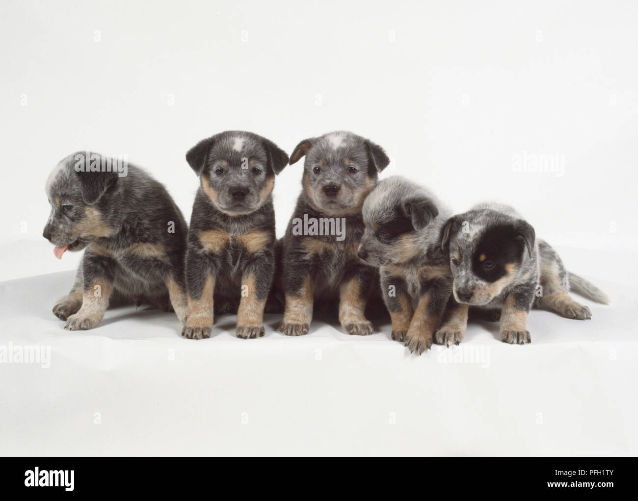Five small furry gray and tan Australian cattle dog puppies sit sideby