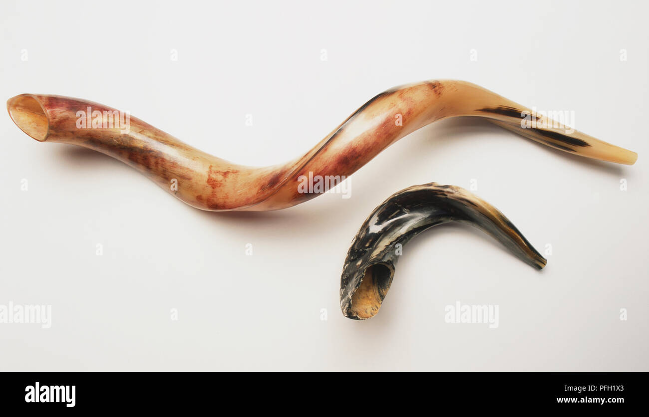 Two Shofars, musical instruments made of bull's horn blown in synagogue on some Jewish festivals