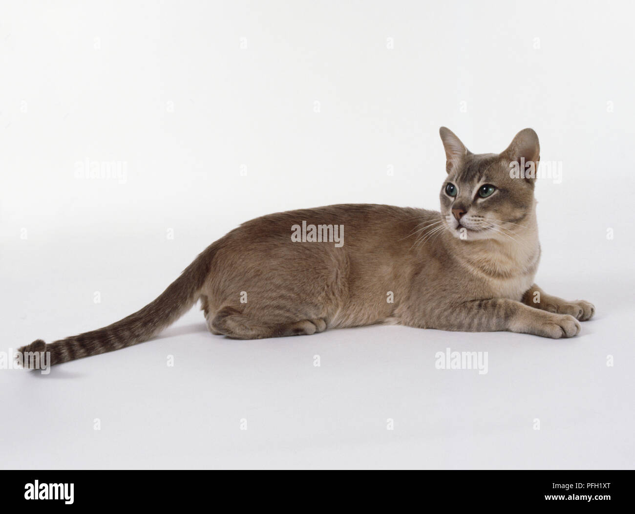 Lilac Shaded Burmilla cat with green eyes and muscular, lean body, lying down, side view Stock