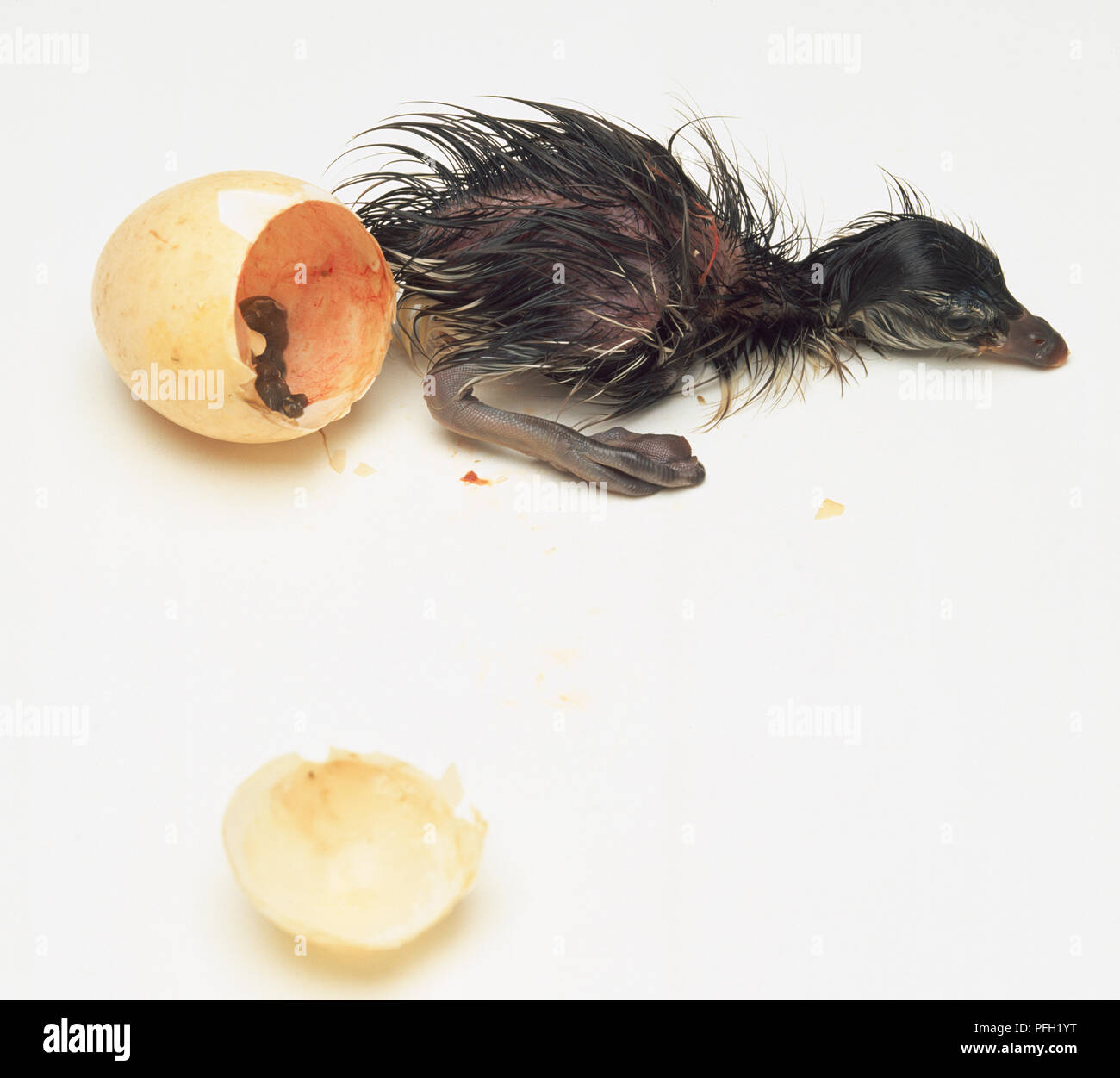 Overhead view of a Maned Duckling emerging from its egg in the latter ...