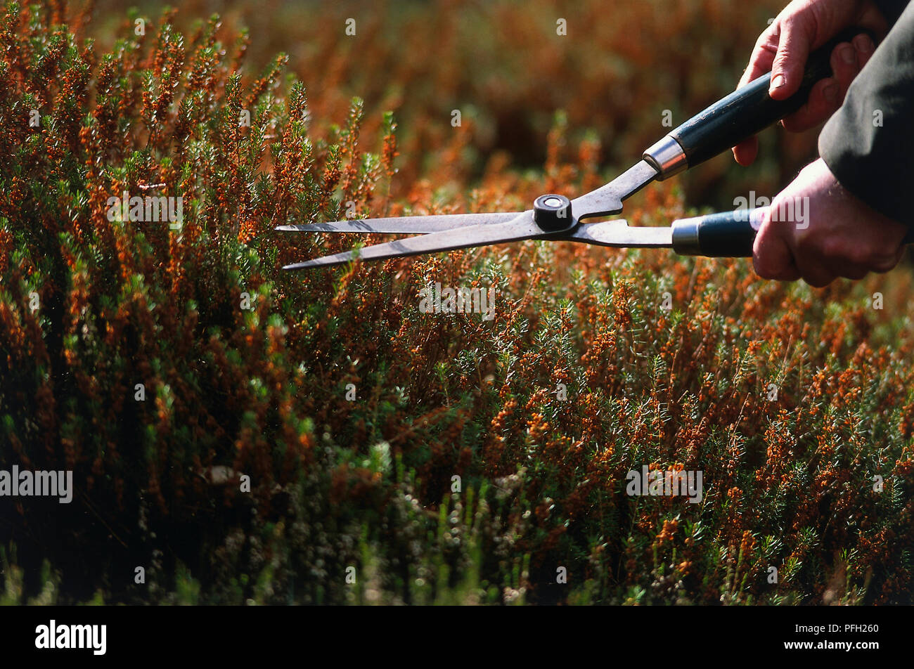 Calluna, Heather shrub being cut with pruning shears, side view Stock
