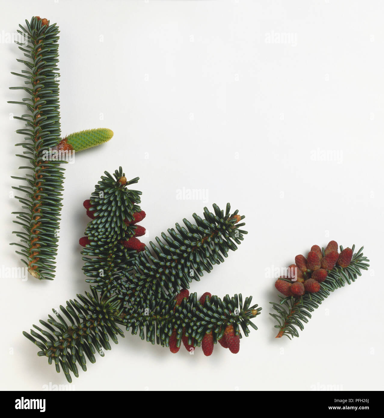 Pinaceae, Abies numidica, Algerian Fir, rigid linear leaves densely arranged around shoot, red-tinged male flowers, upright green female flower clusters. Stock Photo