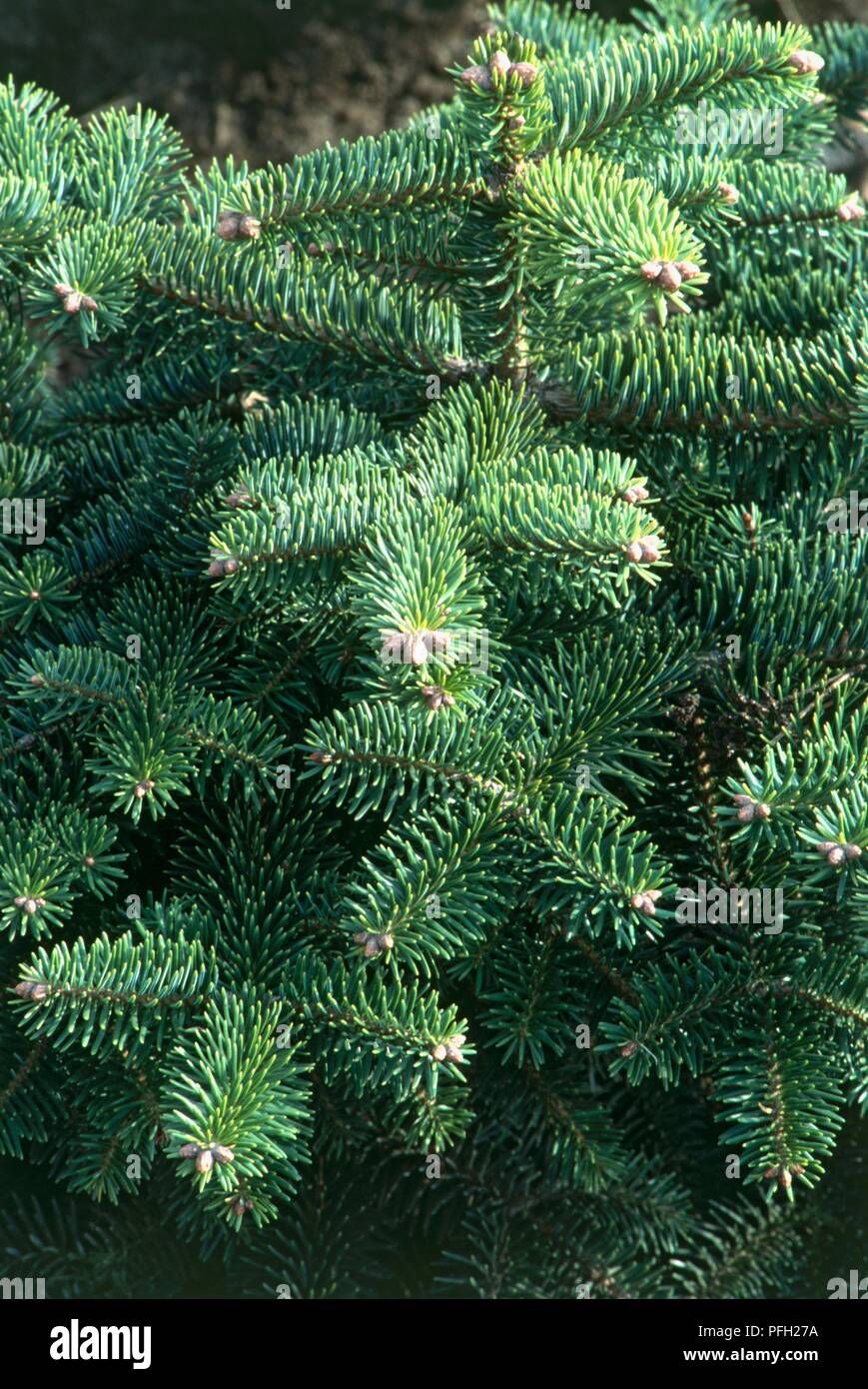 Abies Cephalonica 'Meyers Dwarf', needle leaves on branches of coniferous tree Stock Photo