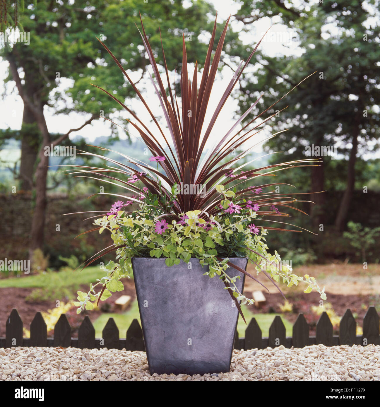 Cordyline australis 'Torbay Red', Osteospermums jucundum, Helichrysums petiolare 'Limelight', in a ceramic grey square container. Stock Photo