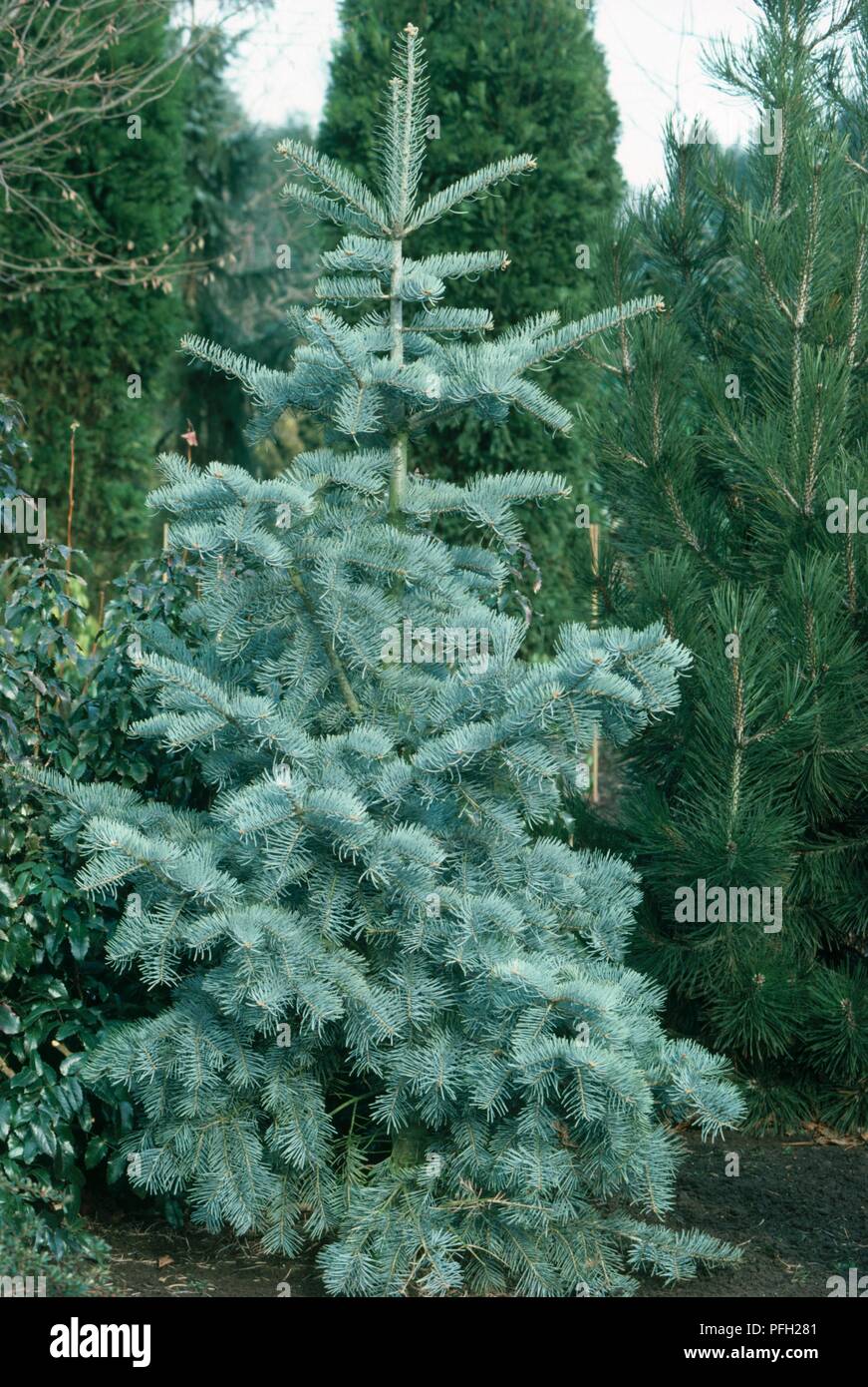 Abies concolor (White Fir), columnar tree with green needle leaves Stock Photo