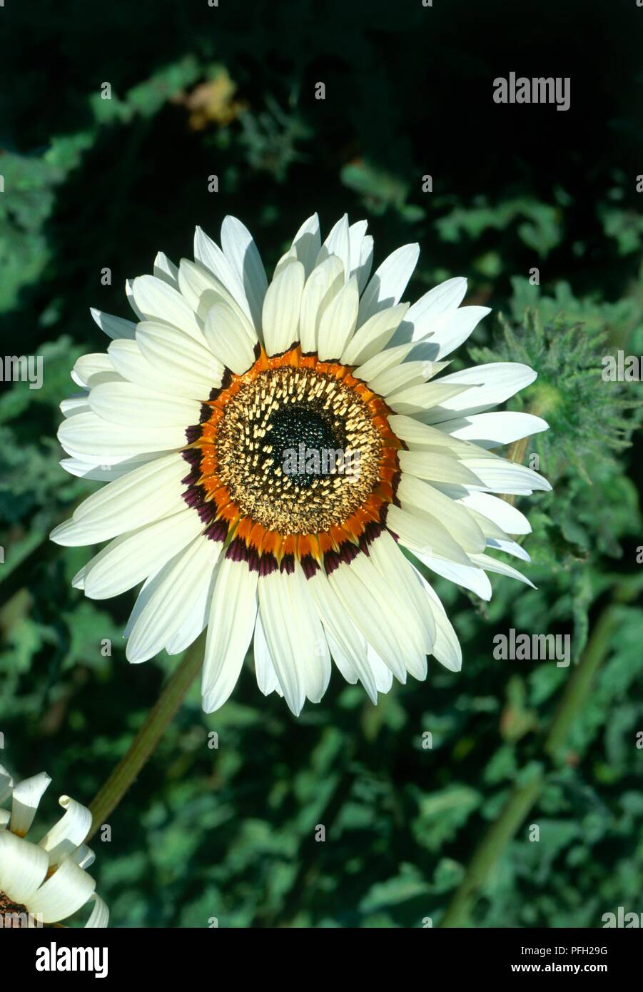 Arctotis fastuosa 'Zulu Prince' (African daisy), flower head, close-up Stock Photo