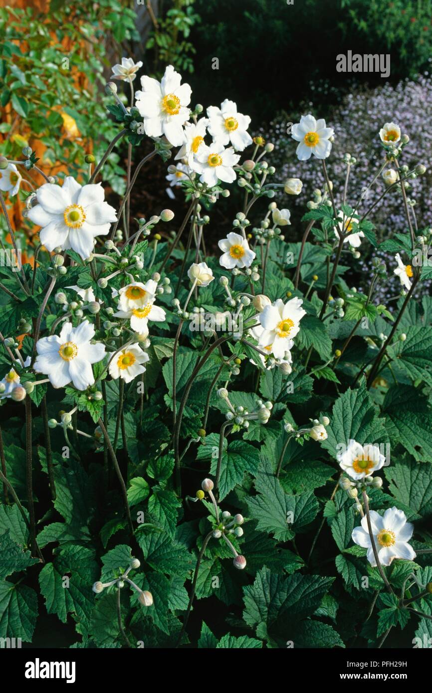 Anemone x hybrida 'Luise Uhink', with palmate leaves and semi-double white flowers yellow at centre Stock Photo