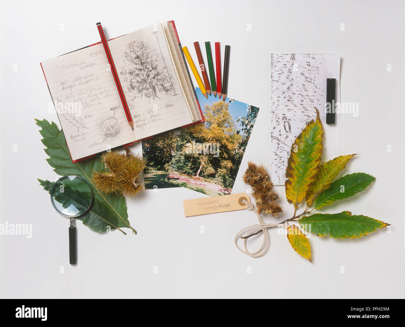 Pencil drawing in note pad and large collection of nature exploration ...