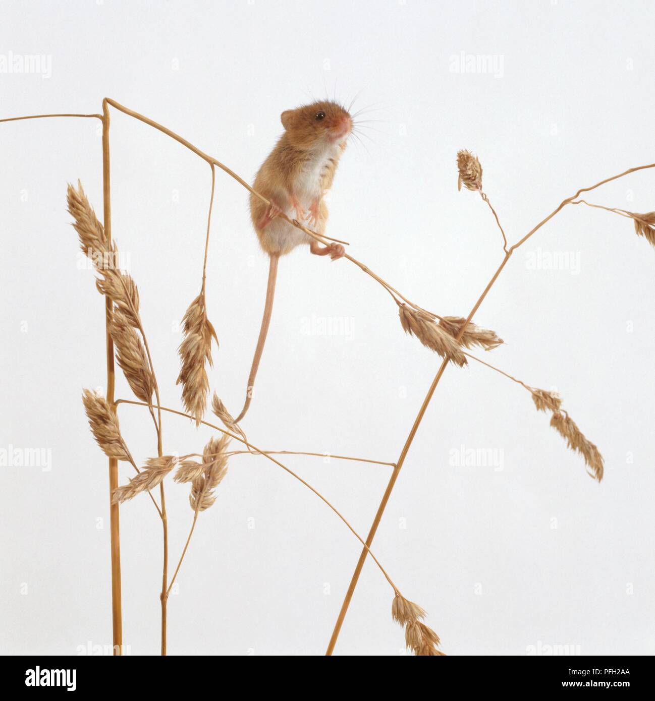 Harvest mouse on corn hi-res stock photography and images - Alamy