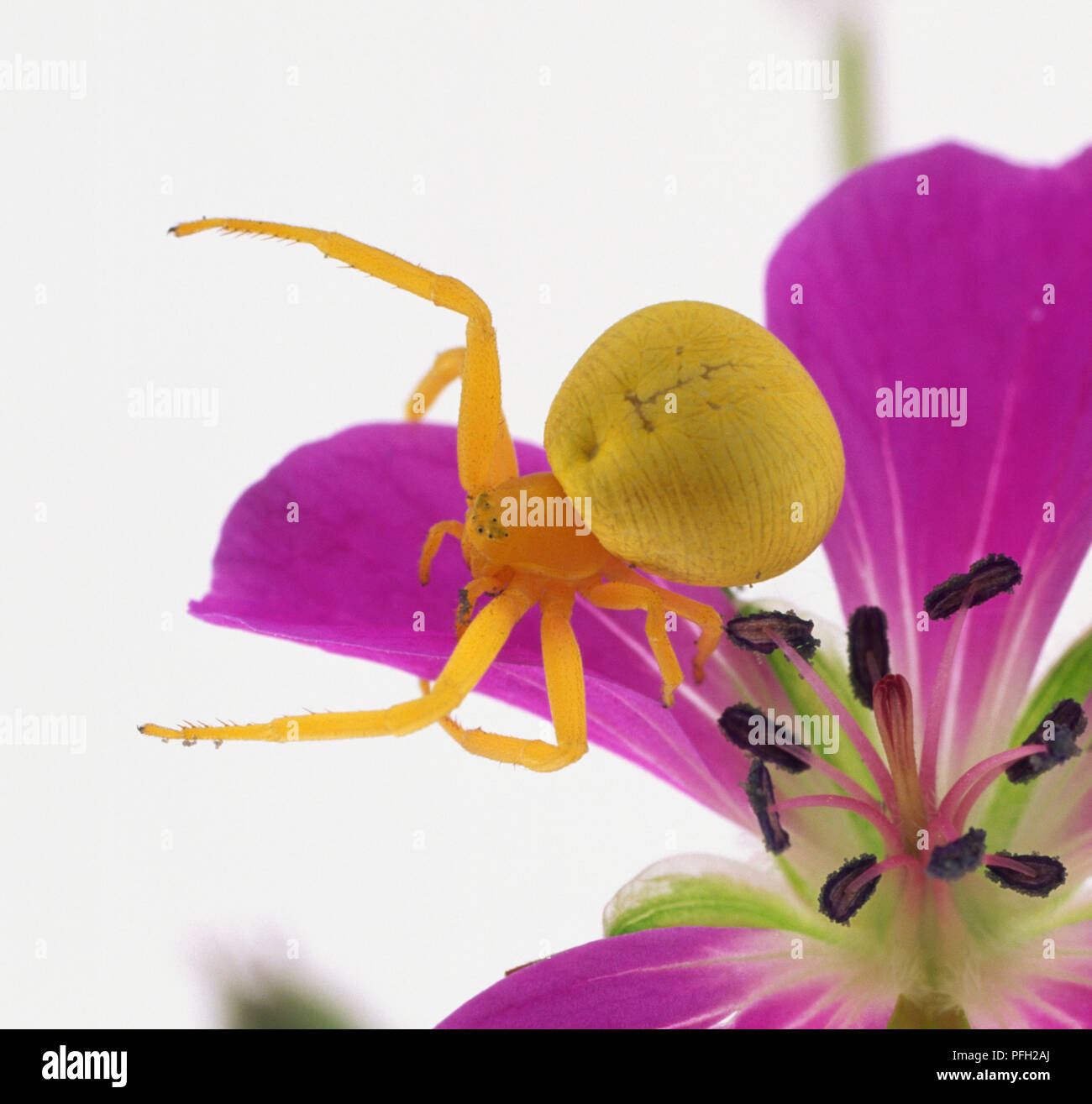 Goldenrod crab spider (Misumena vatia) on purple cranesbill flower
