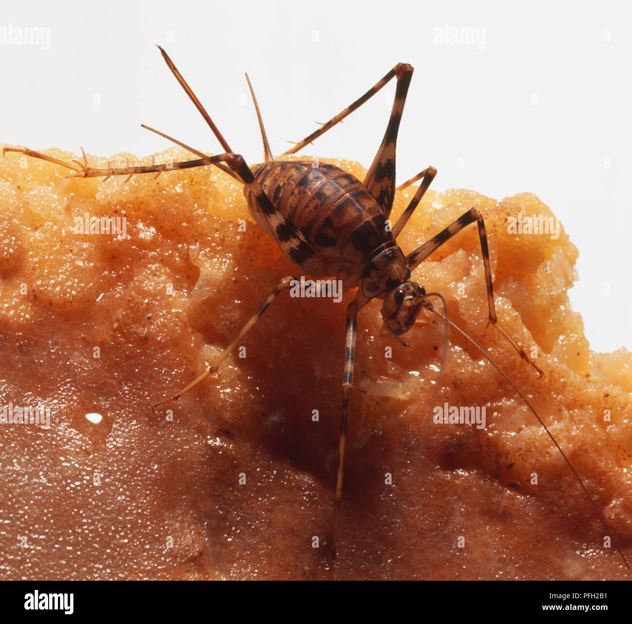 Cave Cricket, also known as Camel Cricket thanks to humped back, back legs covered in sharp spikes and spines, long-legged scavenger, antennae and feeler-like cerci, small compound eyes, clinging on to rock using its hooked feet. Stock Photo