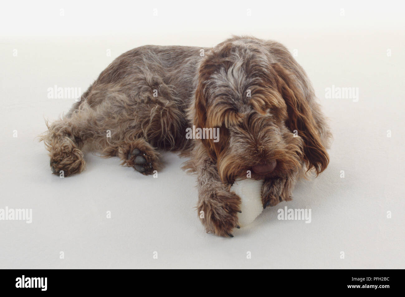 An Italian Spinone lies on the floor chewing a bone using both forepaws. Stock Photo