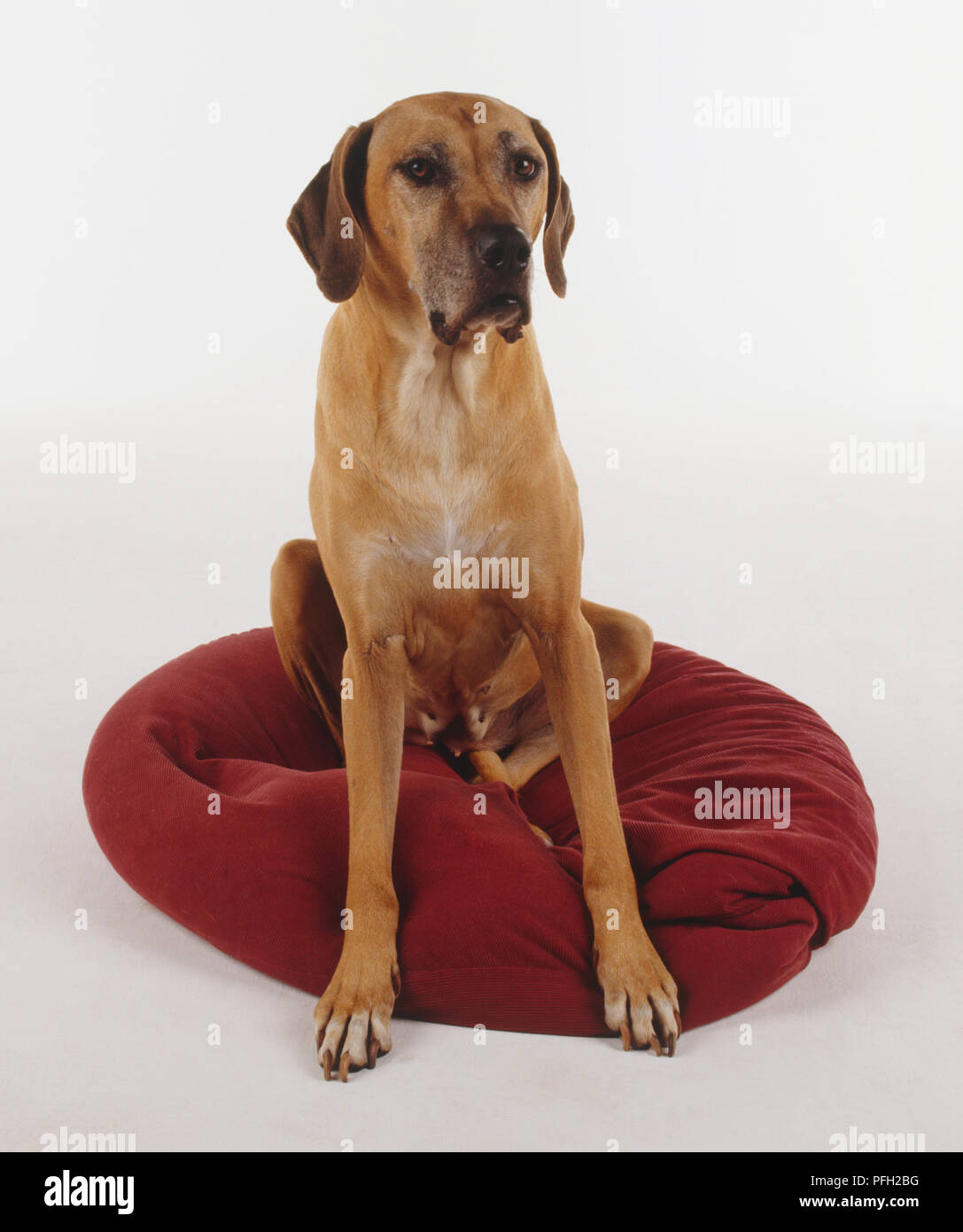 Tan rhodesian sale ridgeback
