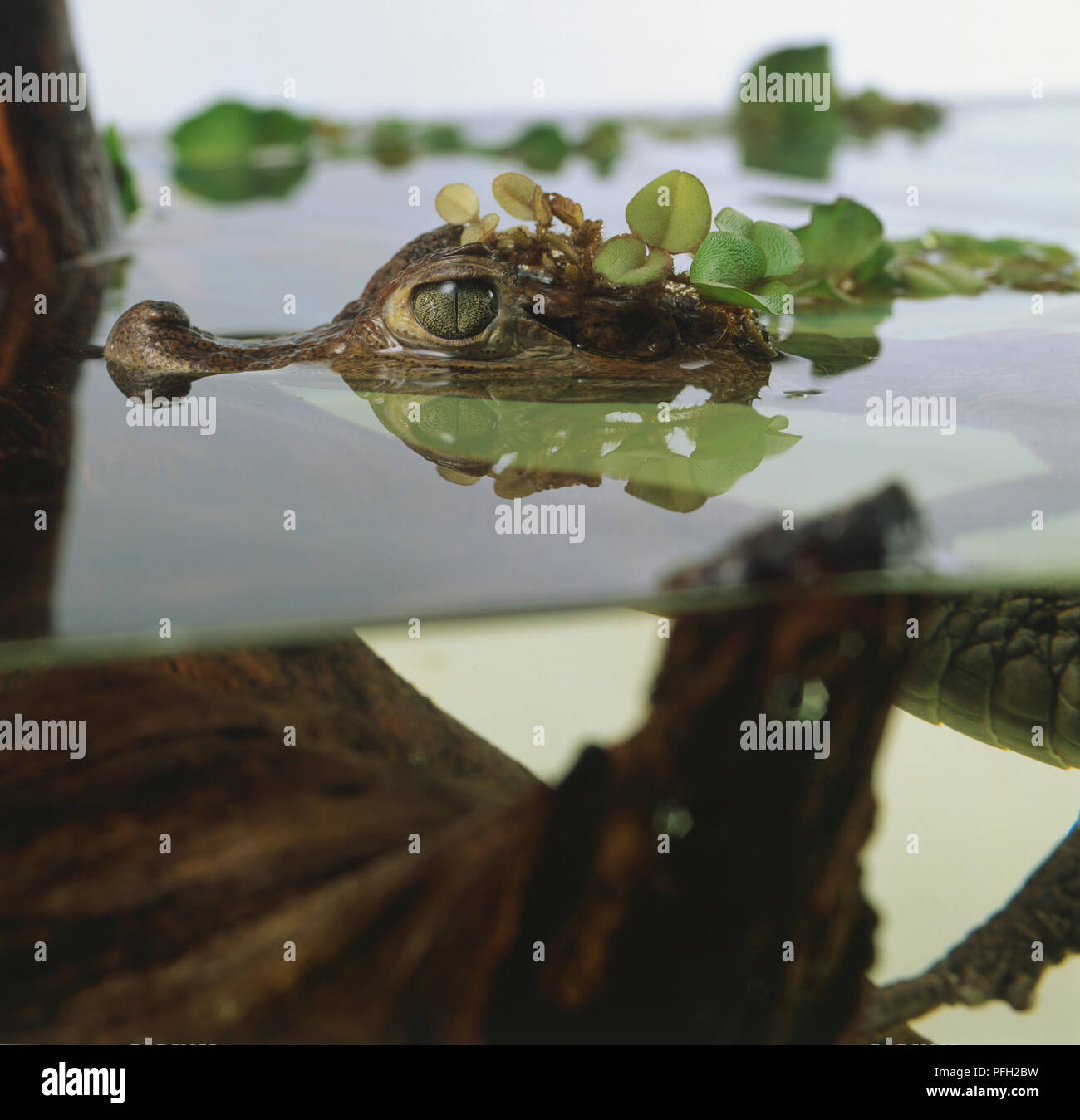 Young Spectacled Caiman (Caiman crocodilus) with head half submerged in water using aquatic plant leaves as camouflage Stock Photo