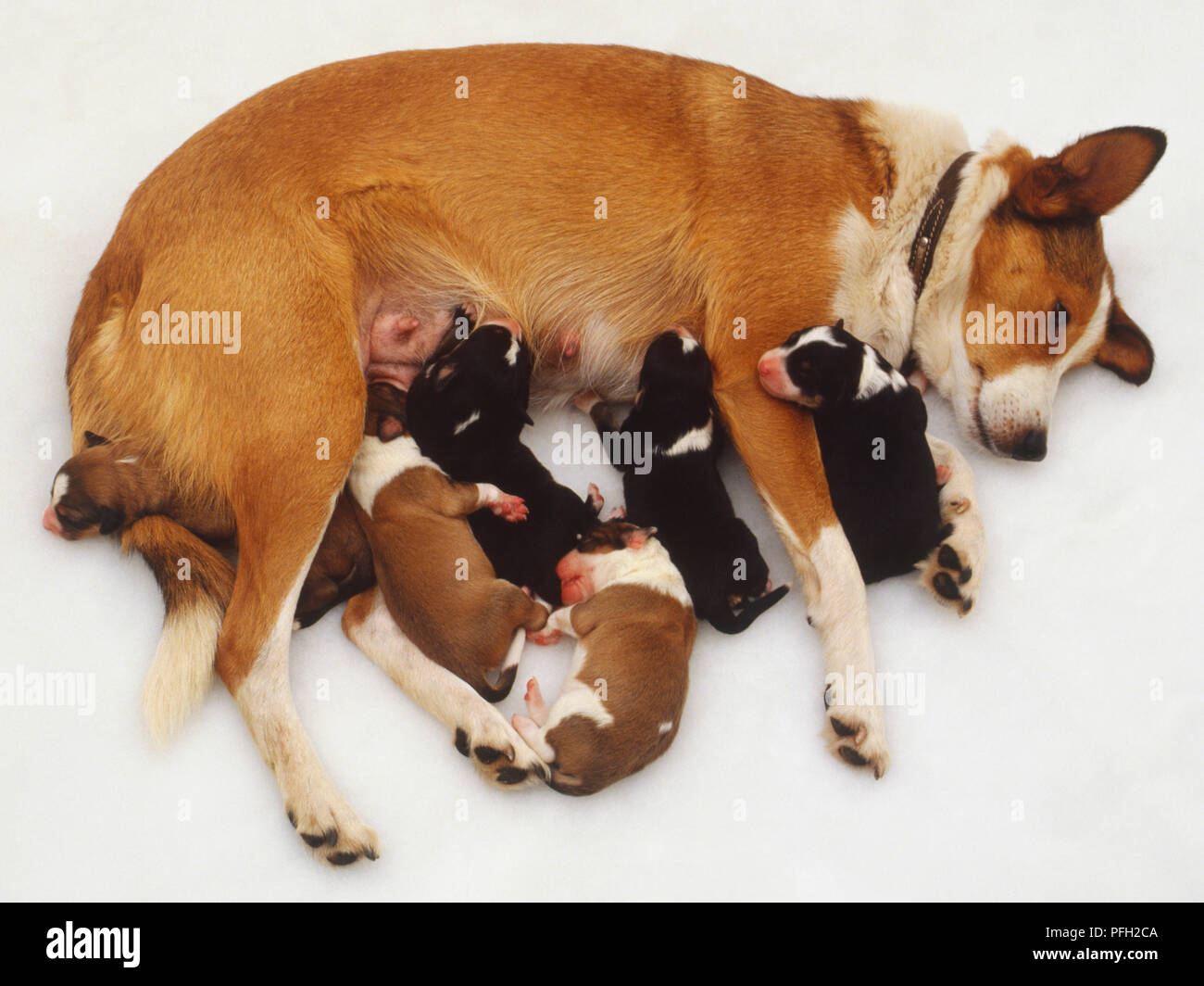 White and tan bitch, dog with six newborn puppies, suckling Stock Photo ...