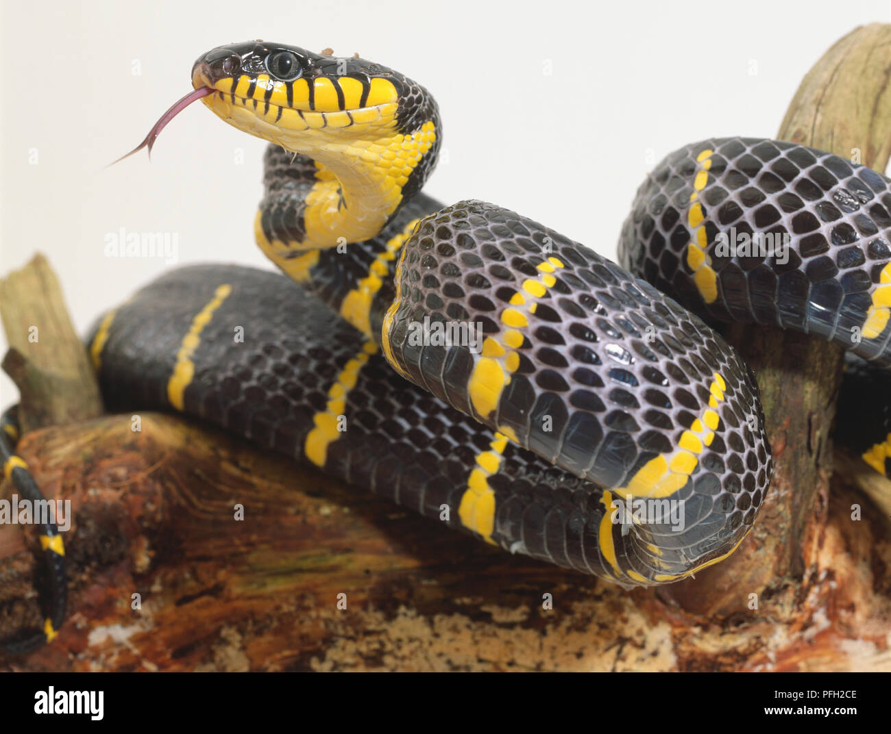 Mangrove snake, striking black and yellow stripes, forked tongue flickering out of notch in upper jaw, above mouth. Stock Photo