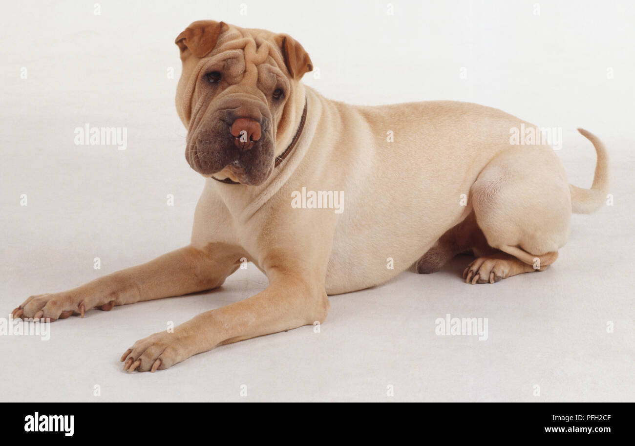 A light tan Shar Pei lies on the ground with its head cocked. Stock Photo
