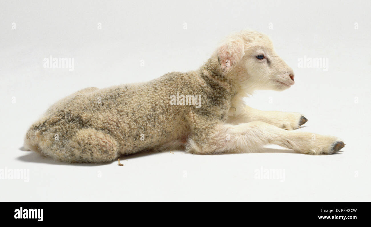 Lamb, 1 day old, ears drooping, lying down, front legs outstretched