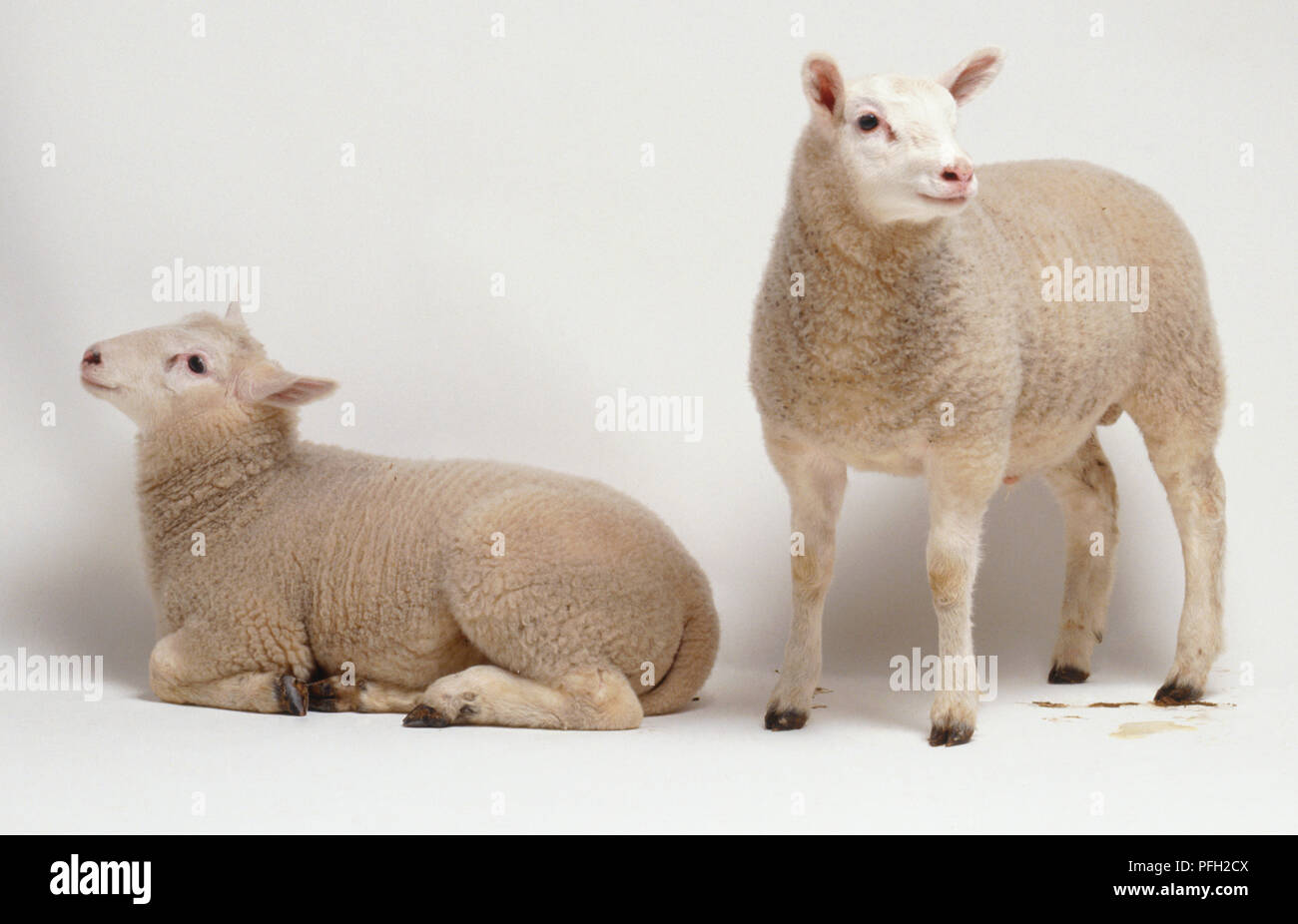 Two upright ears hires stock photography and images Alamy