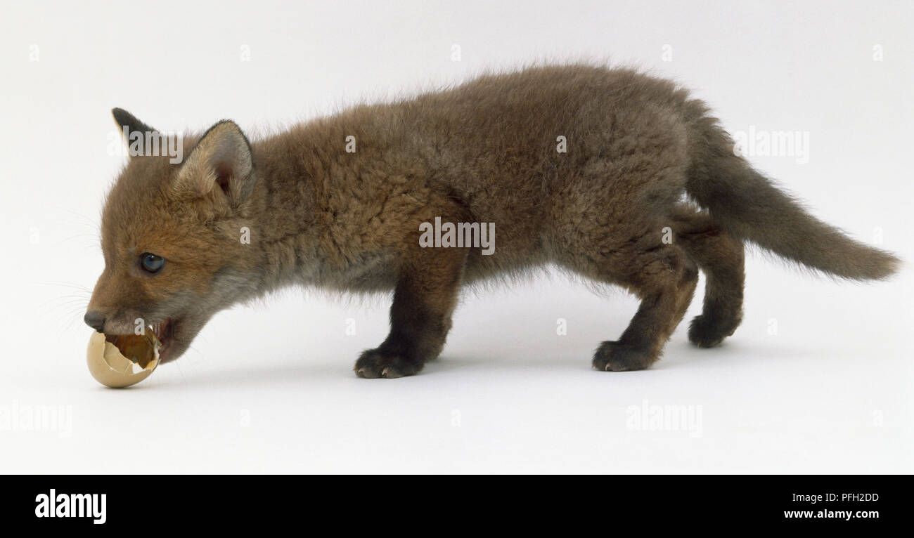 Vulpes vulpes, red fox, family canidae, side view of a six week old cub playing with an egg shell in its mouth. Stock Photo