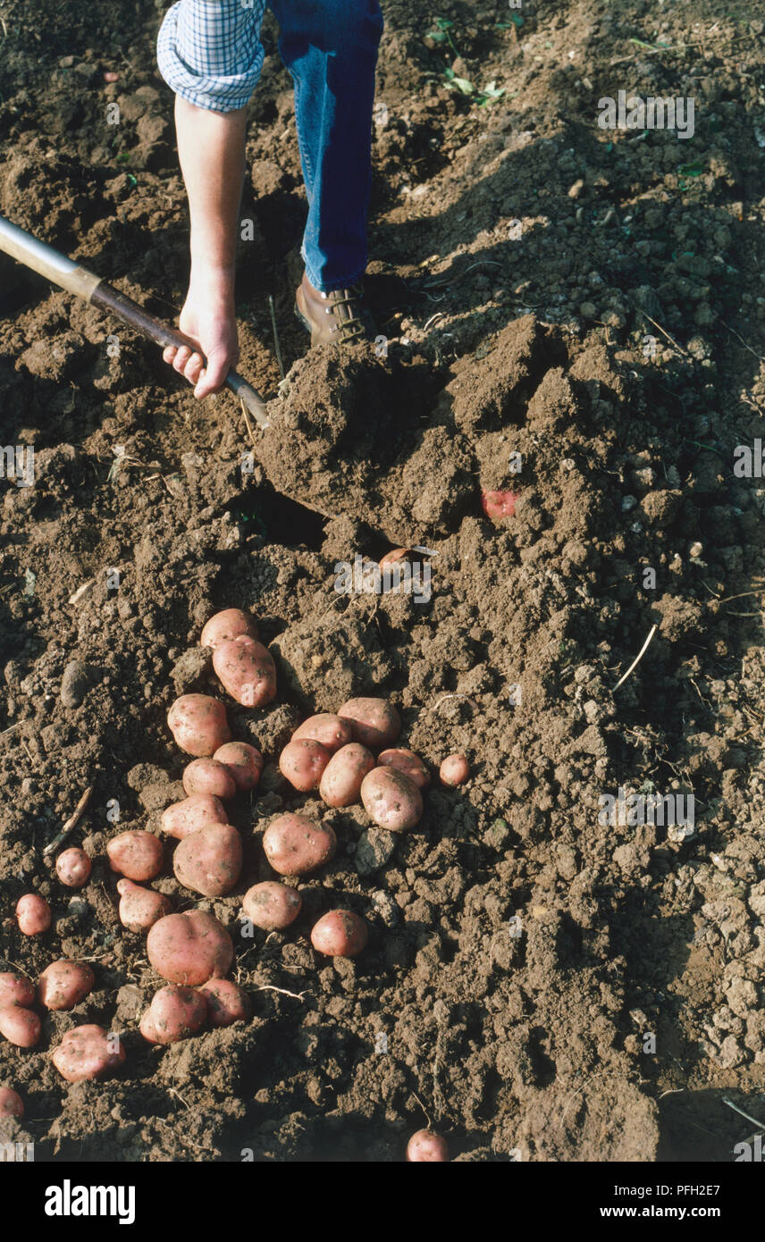 Harvesting potato fork hires stock photography and images Alamy