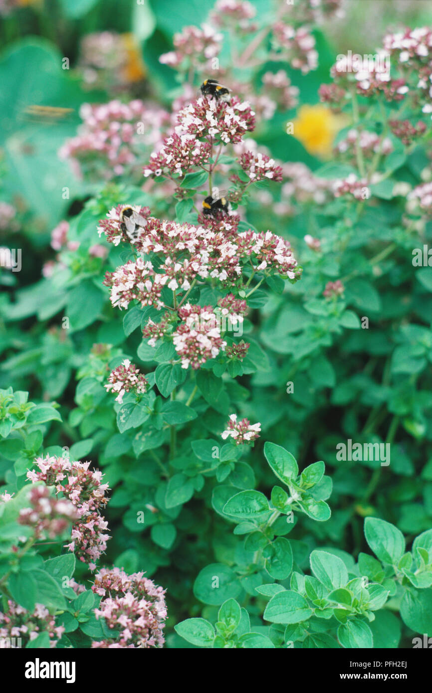 Lilacpink flowers of thyme attracts bees for pollination Stock Photo