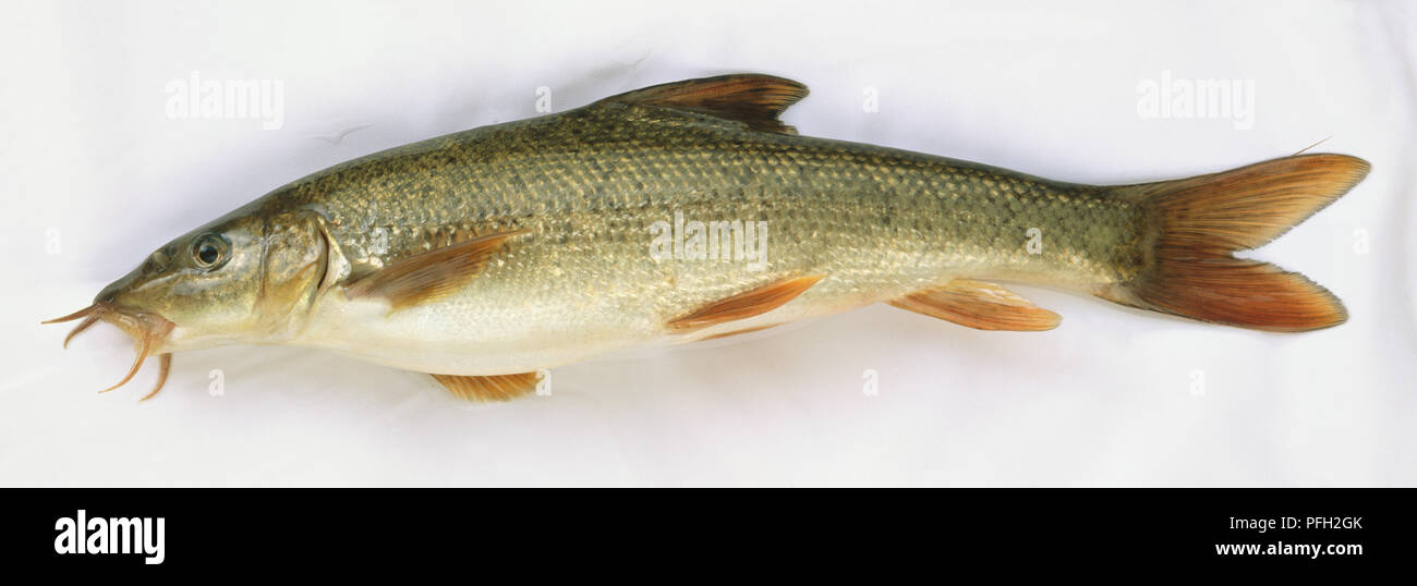 Side view of a dead common barbel fish with grey brown scales and barbels or whiskers around its mouth. Stock Photo