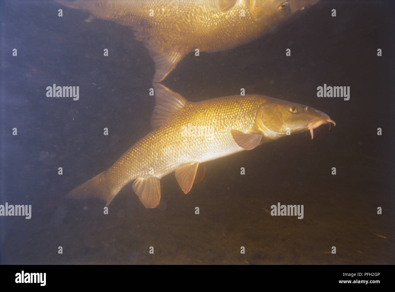Underwater shot of a barbel fish hunting with its reflection on the surface. Stock Photo