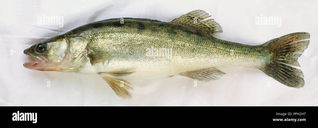 Side view of a dead zander fish with sharp teeth large eye and grey